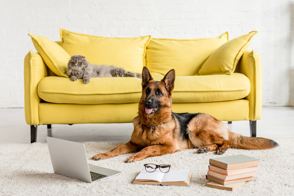 Dog and cat sitting in living room with laptop and stack of books