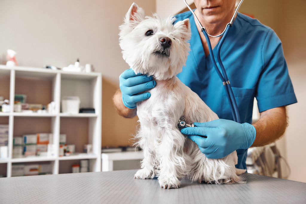Dog getting checked by a veterinarian with a stethoscope on table