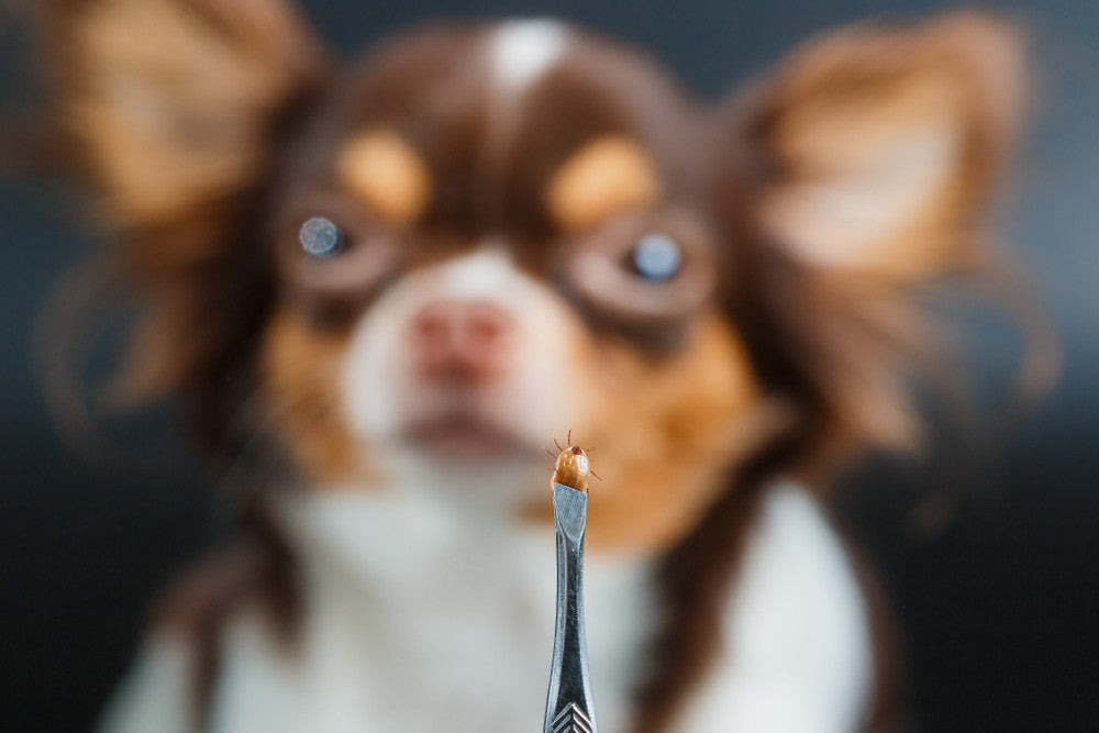 Dog staring at tick