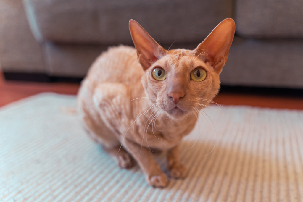 Peterbald almost loafing on a rug