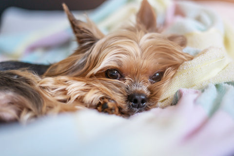 Close up of yorkshire terrier resting on top of a blanket