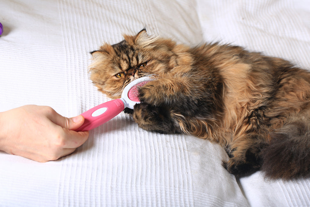 Picture of a cat getting groomed by their owner
