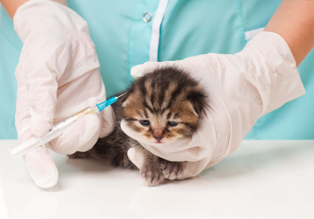 Kitten receiving vaccination from veterinarian