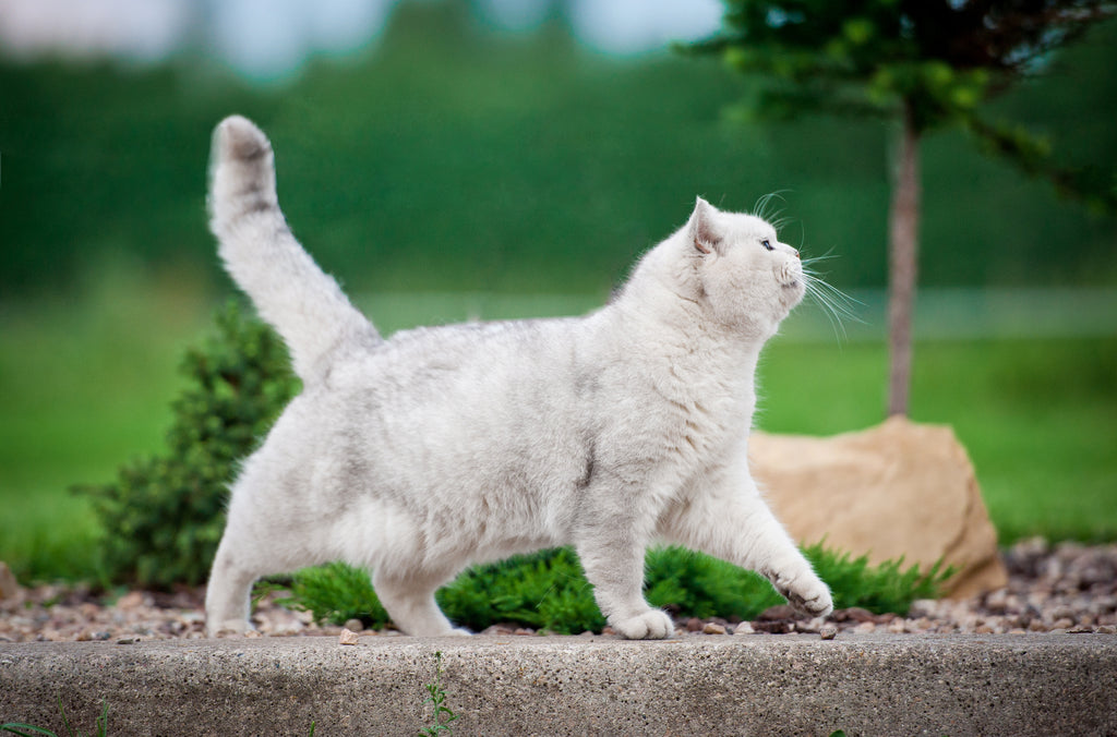 cat pacing outside