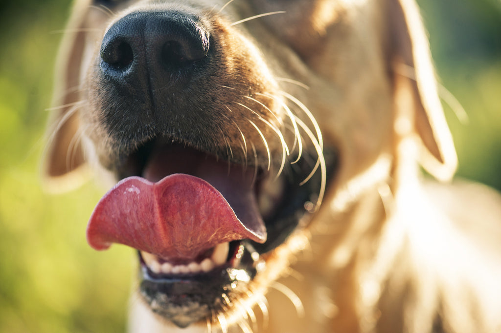 Close up of dog’s snout with mouth open and clear whiskers showing