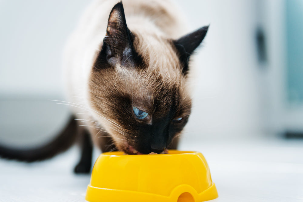Close up of cat eating from yellow bowl
