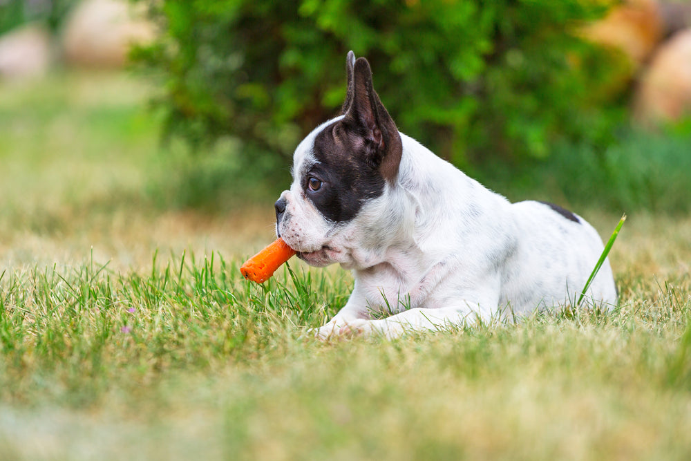Can Dogs Eat Carrots? | Dutch