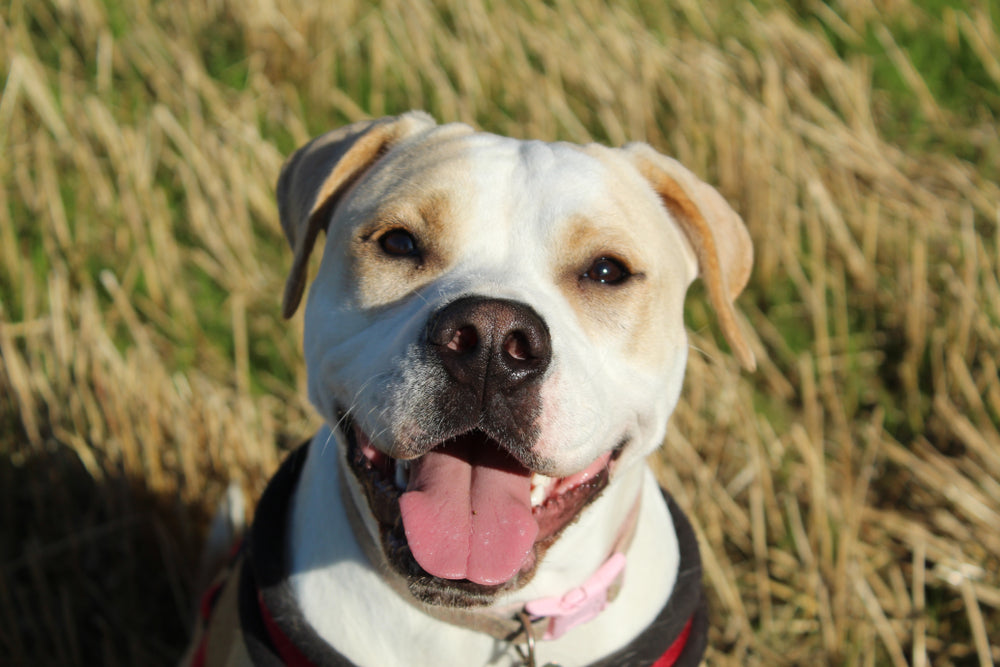 American Bulldog standing in a field looking at camera