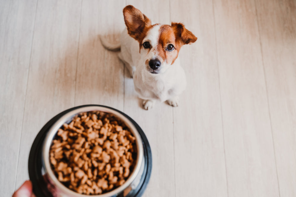 Dog sitting waiting for food