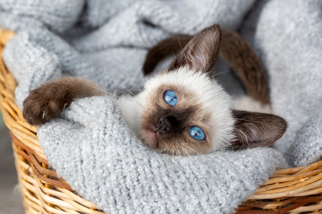 Picture of a Siamese kitten in a basket