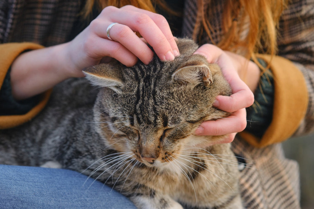 woman checking cat for fleas