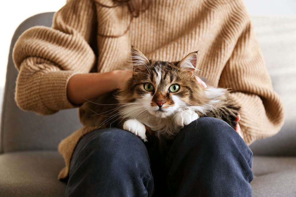 Cat owner sitting on couch with cat sitting in her lap, staring into the camera