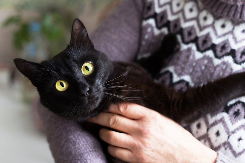 Person holding a black Bombay cat