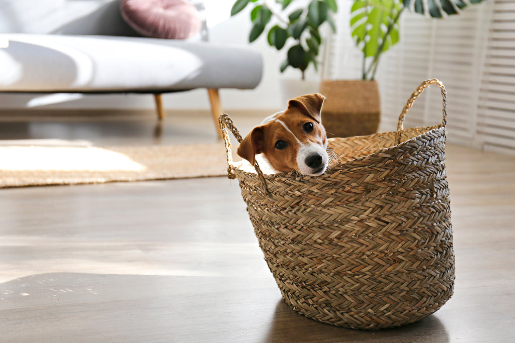 Puppy in a wicker basket in living room