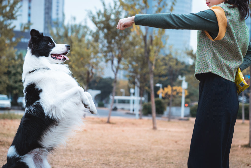 Woman training her black and white border collie who is jumping&nbsp;
