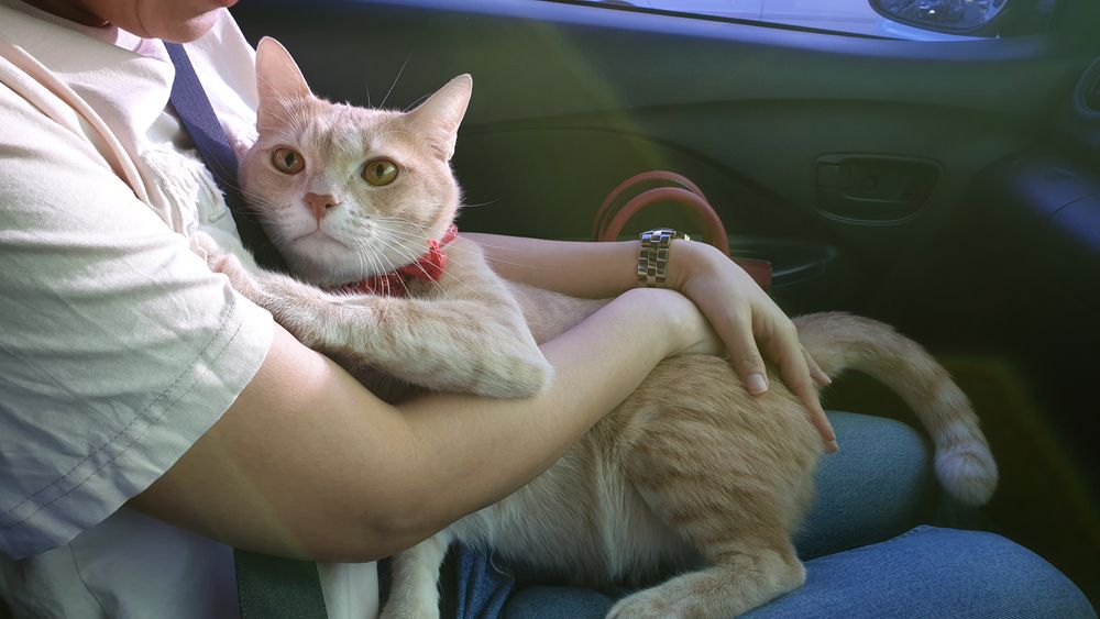 Anxious cat sitting in owner’s lap in car