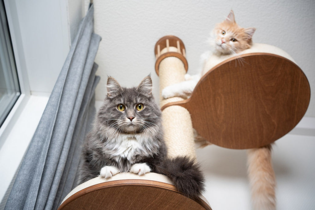 Two cats lounging on a cat tree