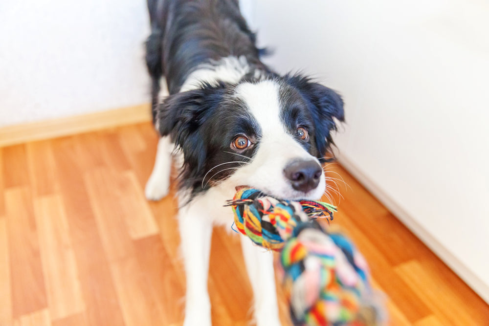 Do Dogs Get Bored? (10 Tips To Help)