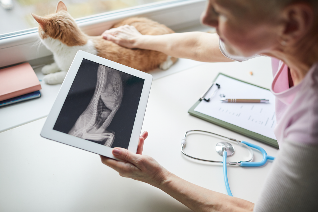 Vet working from home analyzing an x-ray and petting her cat