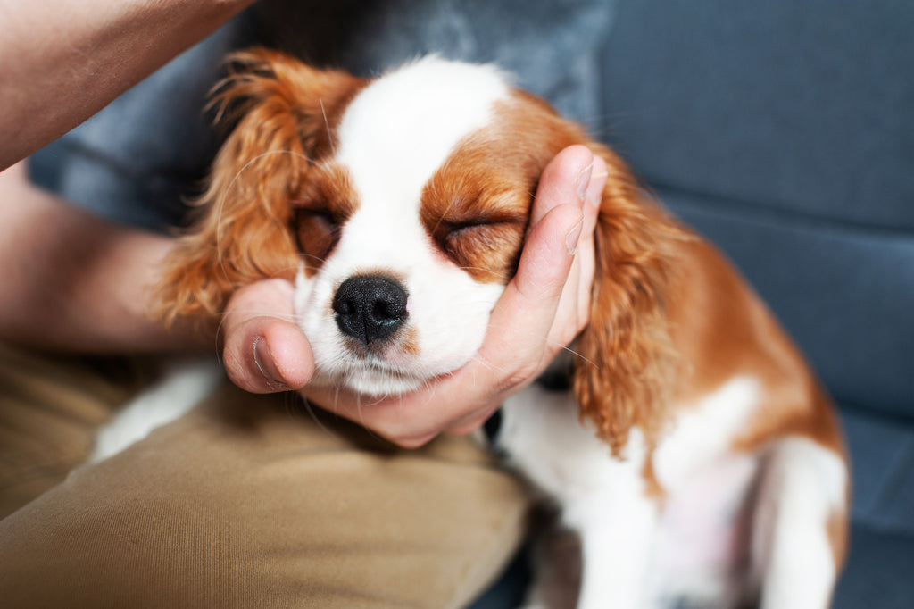 Close up of puppy with head being held in the hands of their owner