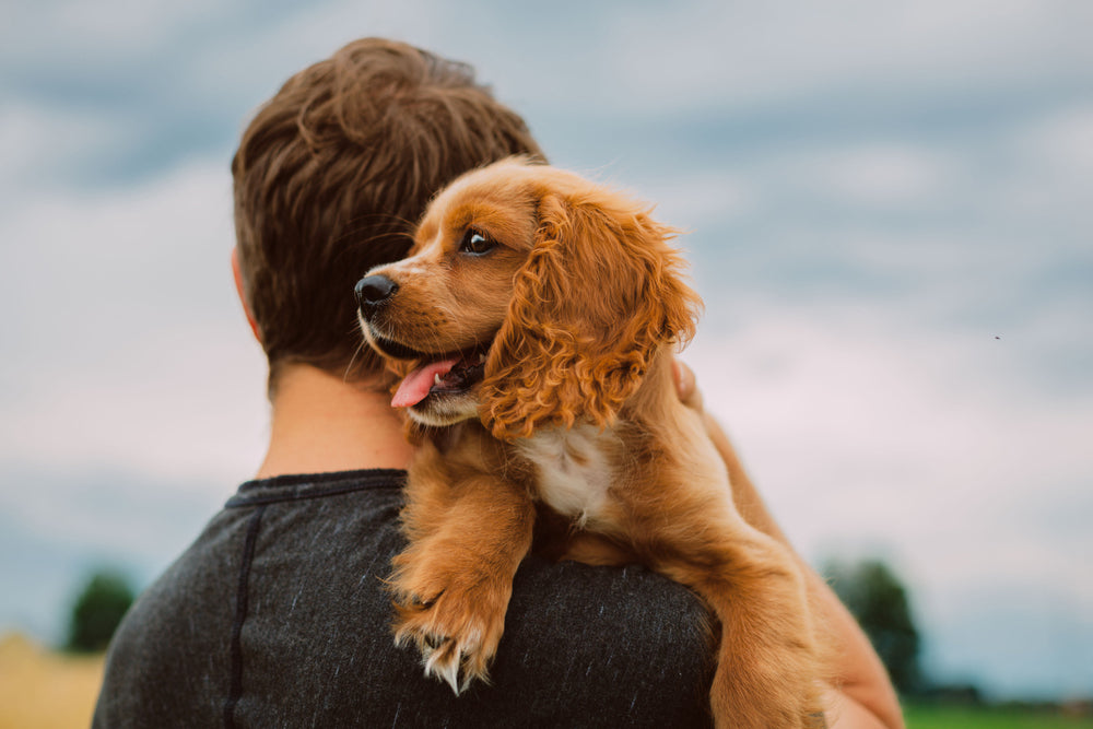 Back view of man carrying his Cocker Spaniel over his shoulder