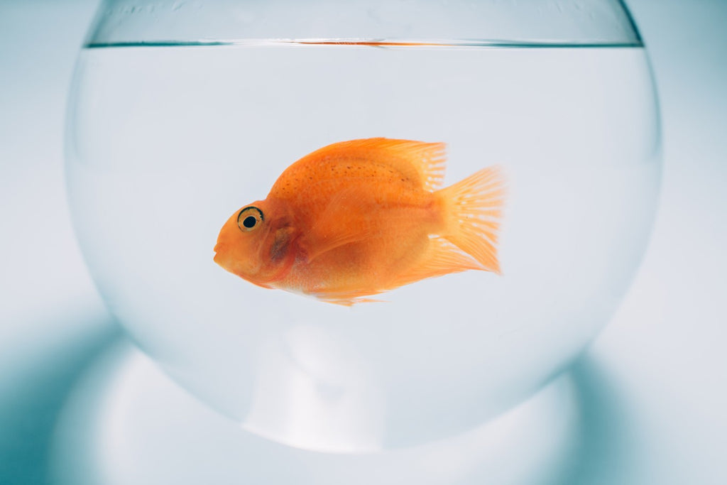 Pet fish in a fish bowl