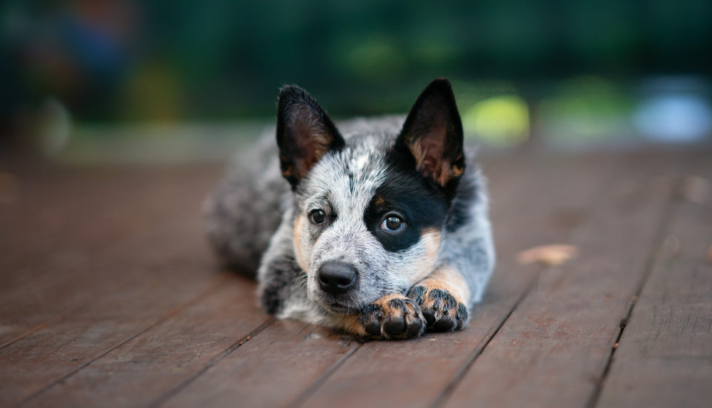 Close up of Australian Cattle Dog (Blue Heeler) puppy laying down on deck