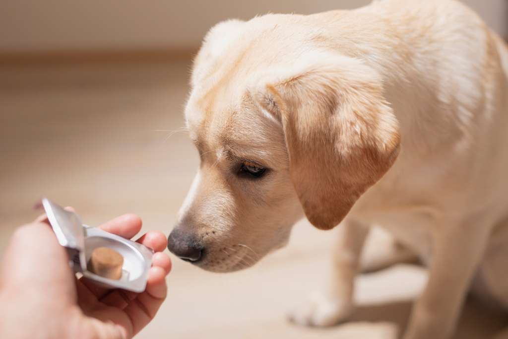 Dog sniffing flea and tick control medication on owner’s hand