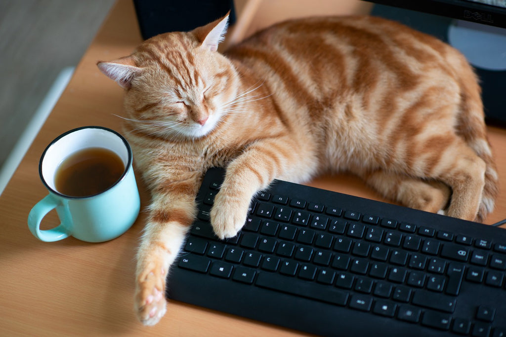 Cat laying on keyboard next to a cup of coffee