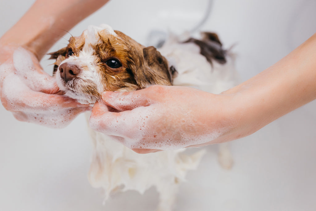 Close up on dog getting washed by owner in bathtub