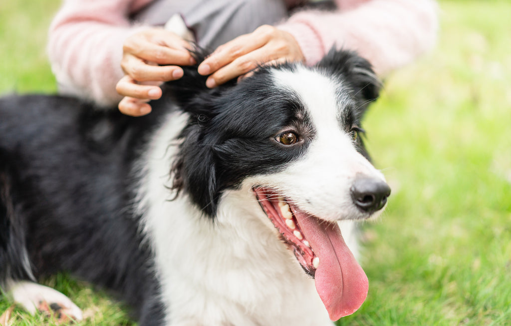 Dog with tongue out getting ears inspected by owner on grass