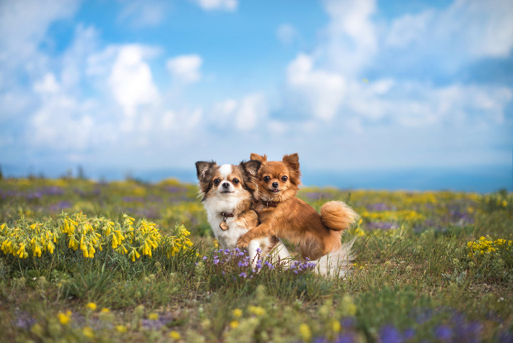 Two Chihuahuas embracing in a field of flowers