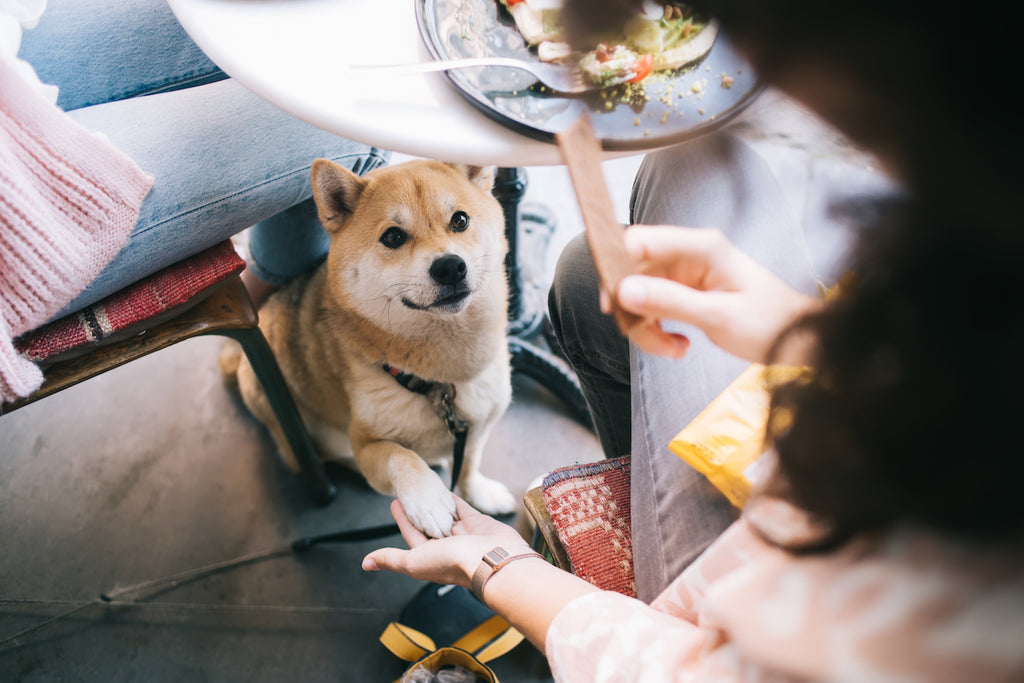 Dog doing a trick and sitting calmly at a restaurant with their owner