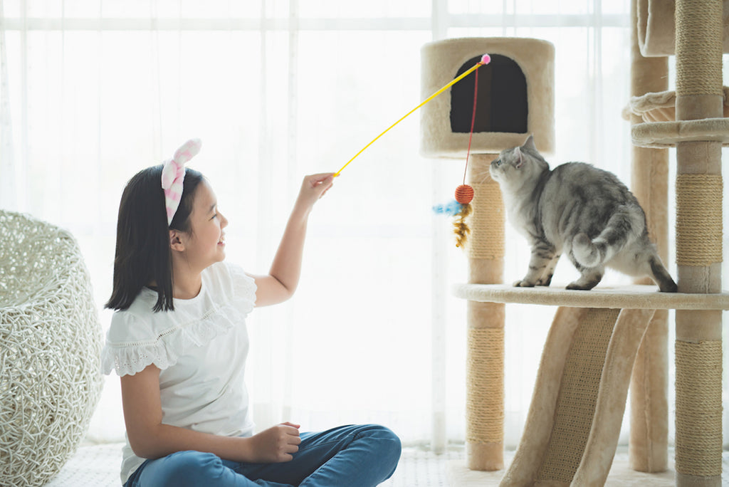 Young Asian girl holding cat toy in front of cat sitting in cat tree