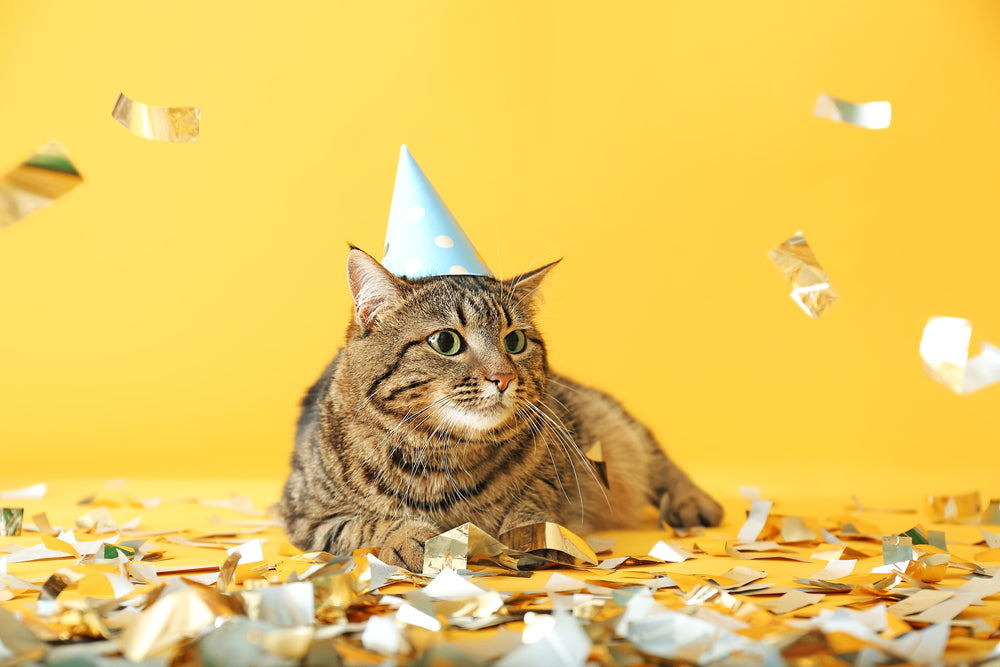 Cat celebrating birthday wearing a hat with gold confetti falling