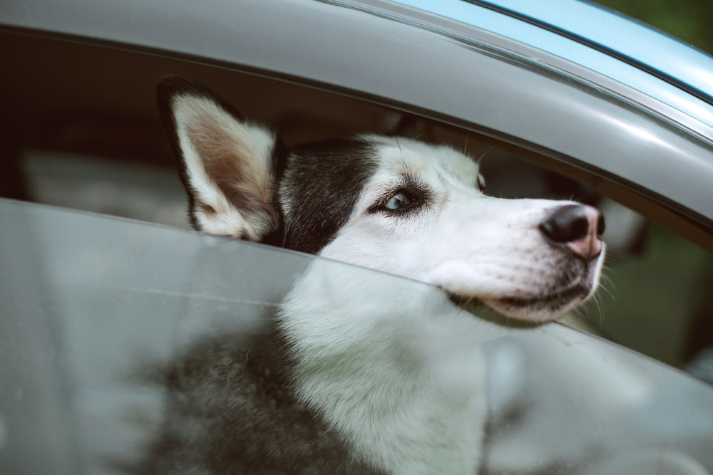Husky dog sticking head out of a window in a locked car