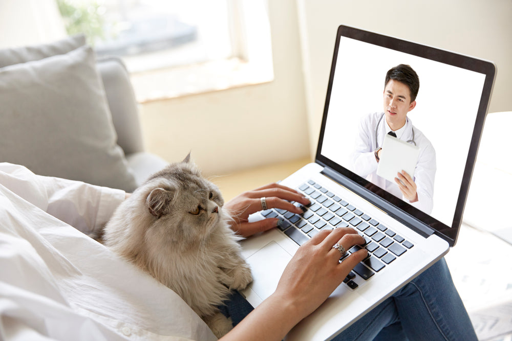 Cat sitting on pet parent’s laptop during an online vet consultation