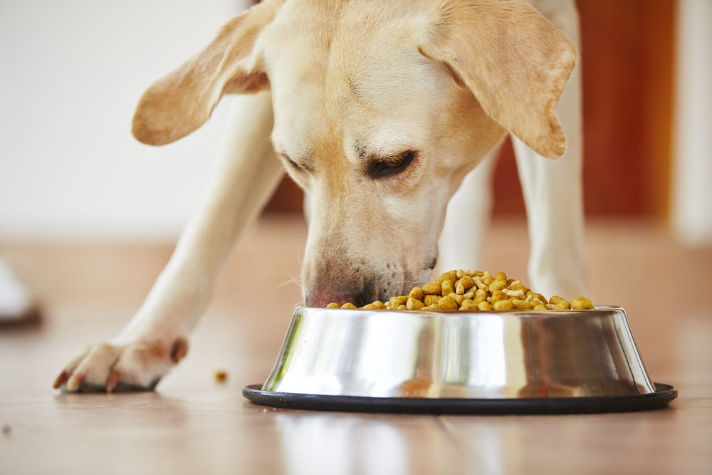 Stressed dog eating quickly