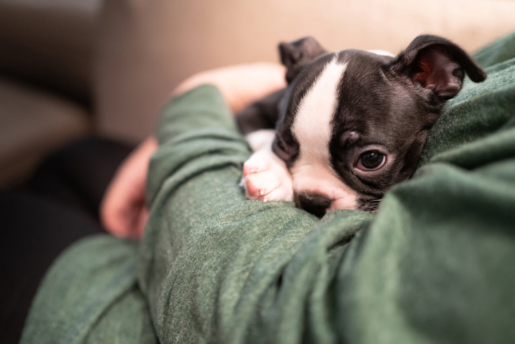 Sleepy Boston terrier puppy resting in owner’s arms