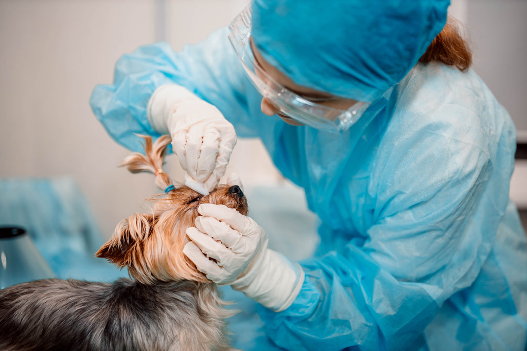 Dog getting eye cleaned by veterinarian