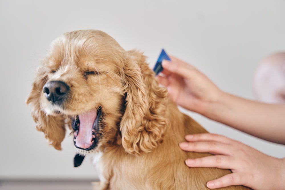 Pet owner treating dog for fleas