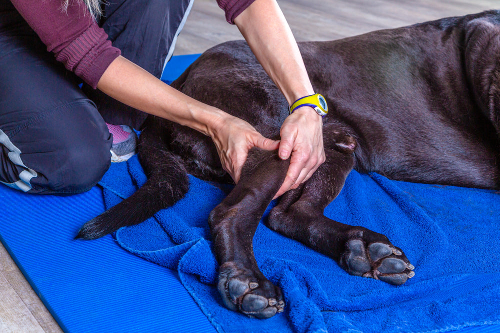 Signs Of Dog Joint Pain [What Dog Owners Need To Watch For] | Dutch