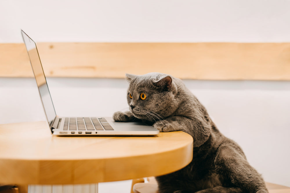 Gray cat with yellow eyes looking at an open laptop