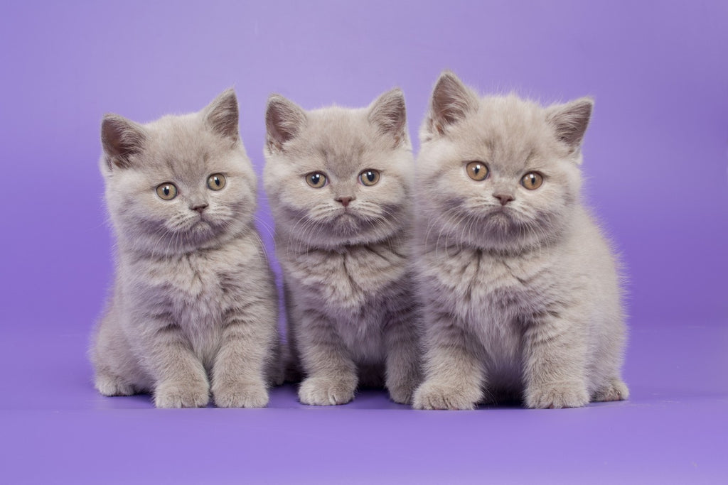 Three gray kittens sitting in front of a purple backdrop