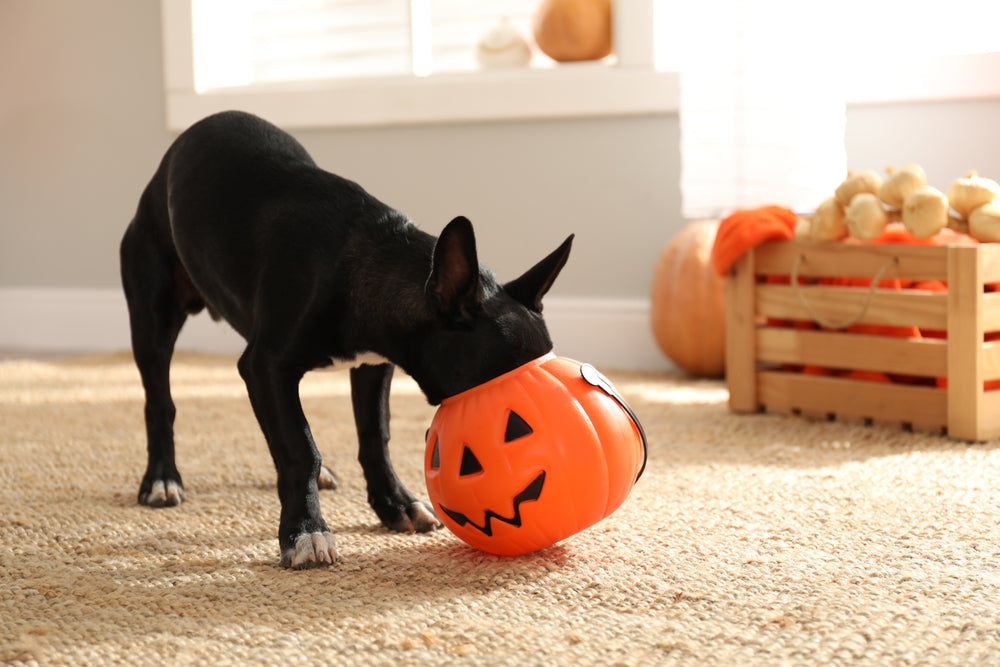 Small black dog sticking nose into trick-or-treat bucket