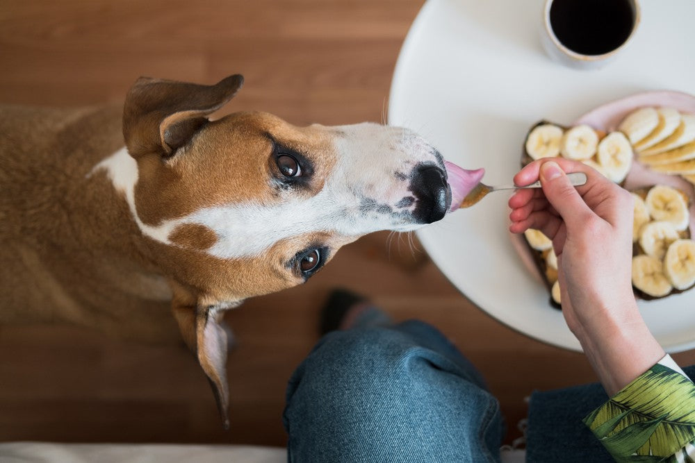 Person feeding dog human food