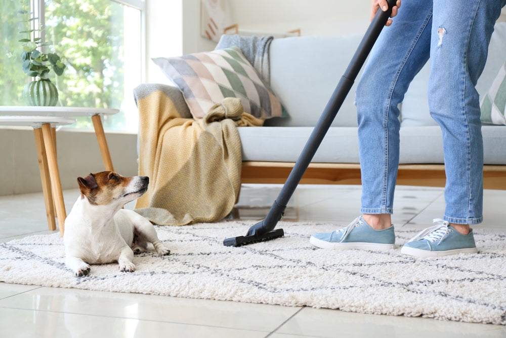 Pet owner vacuuming carpet with dog around to prevent fleas and ticks