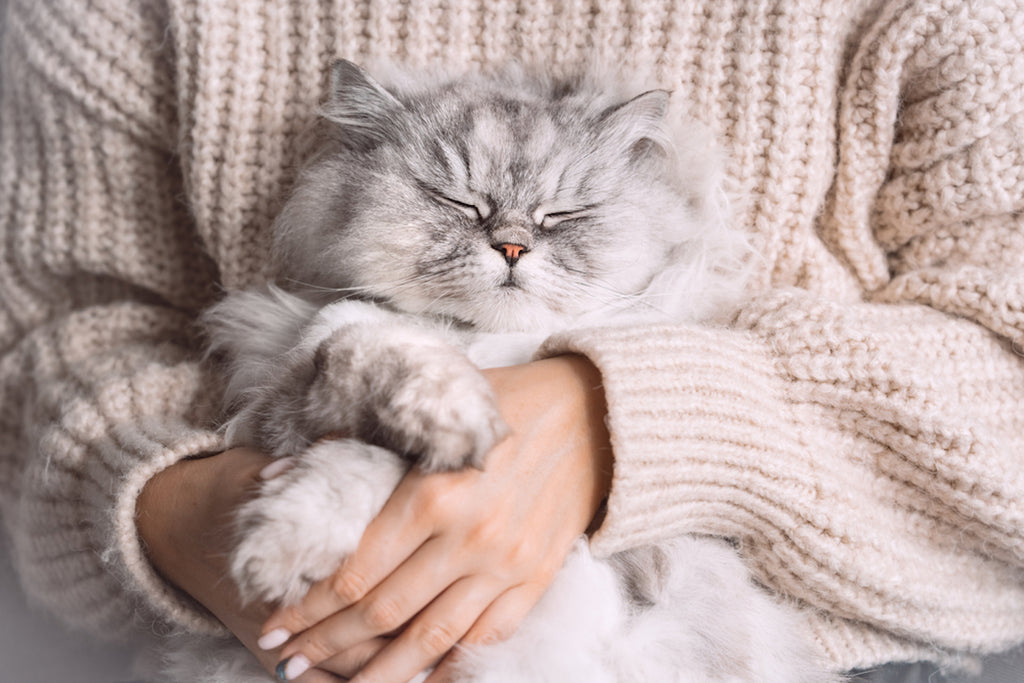 Owner holding gray Persian cat