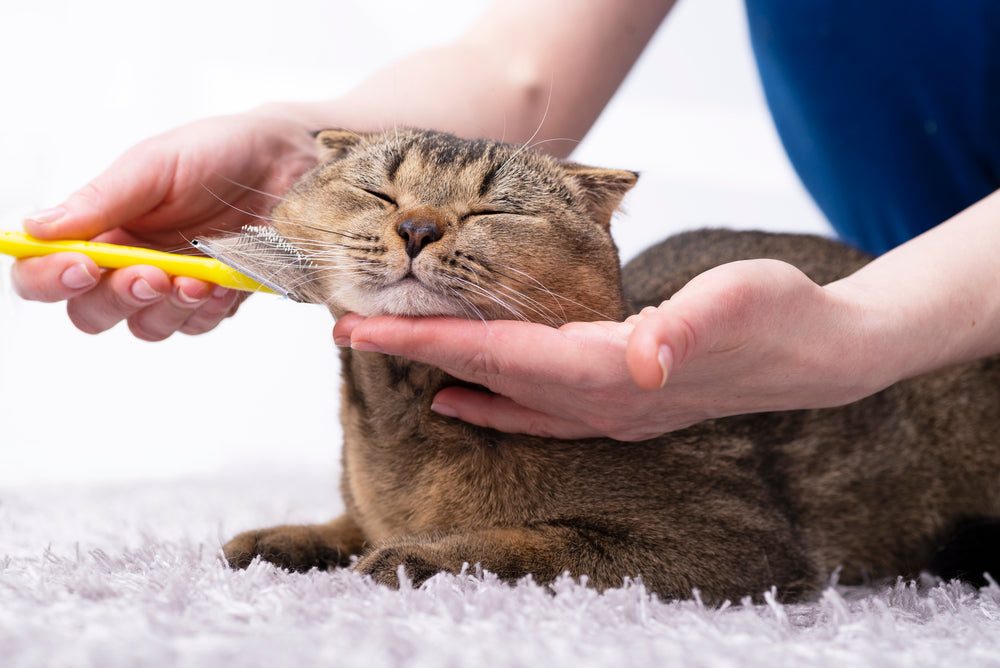 A cat enjoying being groomed with a brush