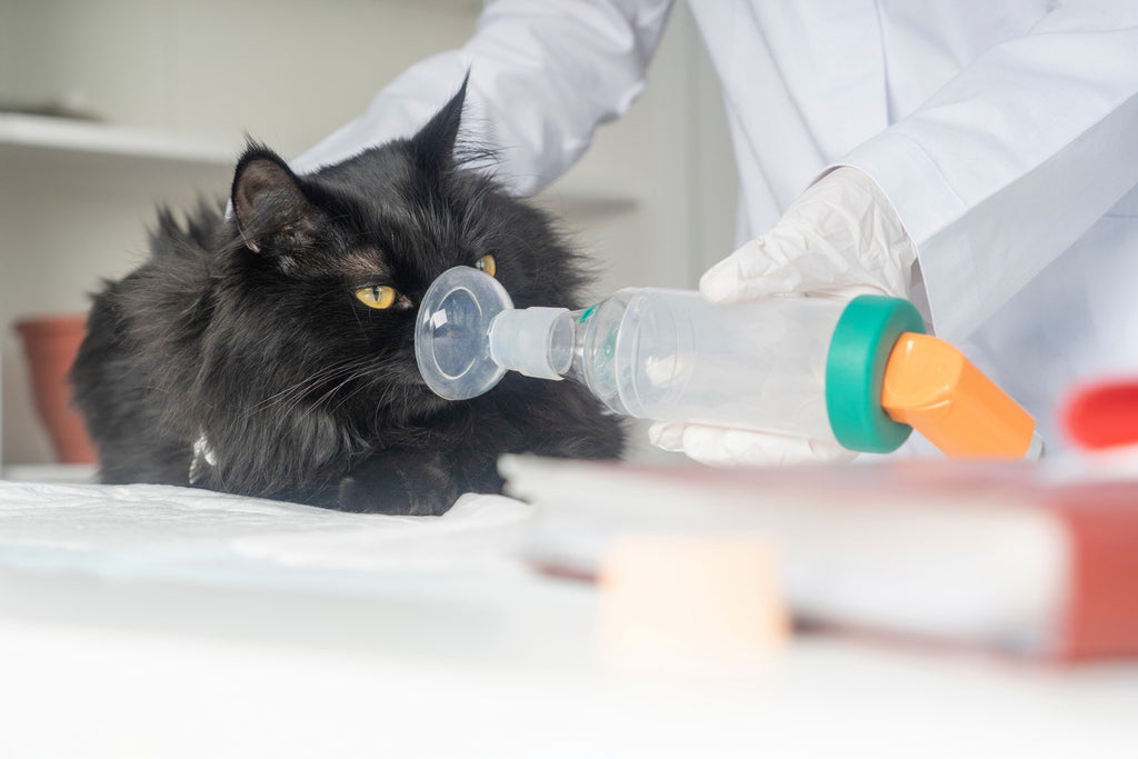 Cat being treated for asthma by veterinarian